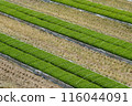 Rows of plants in a rice paddy 116044091
