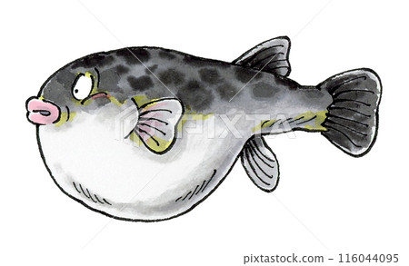 河豚魚 河豚魚 116044095