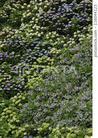 八仙花盛開 八仙花盛開 116044123