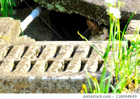 Stray cats on the run, hiding and on alert 116044649