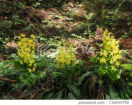 Landscape with Kiebine Landscape with Kiebine 116044709