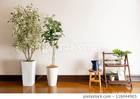 Houseplants in the living room 116044903