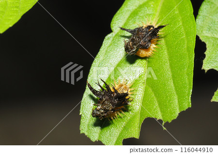 Larva of Ichimonji Camelota 116044910