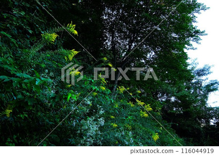 Autumn flowers blooming on the bank [Tsukui, Sagamihara City, October] 116044919