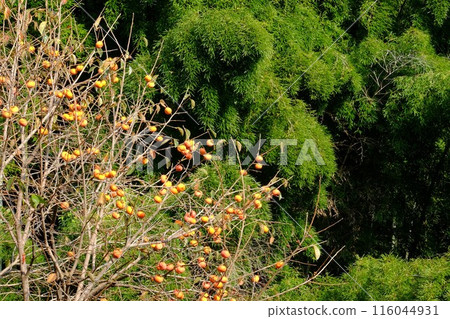 鐘形的柿子和竹林【相模原市築井市 11月】 116044931