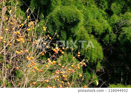 Persimmons and bamboo forest [Tsukui, Sagamihara City, November] 116044932