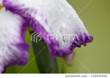 Iris 116045042