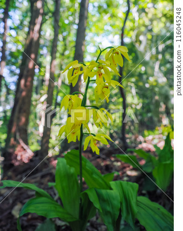 Landscape with Kiebine 116045248