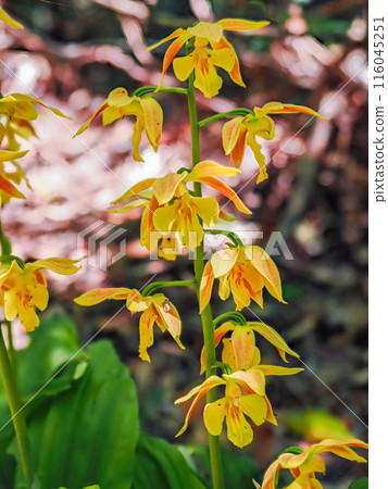 Naturally growing calanthe discolor 116045251