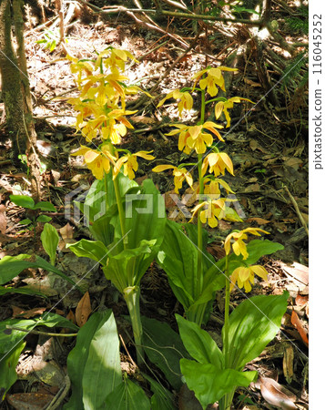 Landscape with Kiebine 116045252