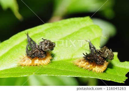 Larva of Ichimonji Camelota Larva of Ichimonji Camelota 116045263