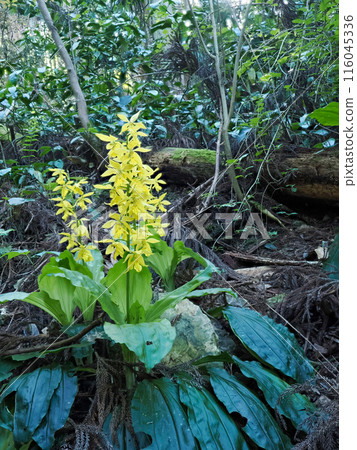 Landscape with Kiebine 116045336