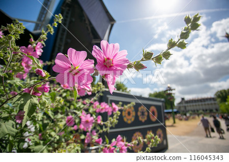 Early summer in Copenhagen, Denmark: The lovely Moku-aoi 116045343