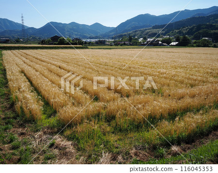Wheat autumn landscape 116045353