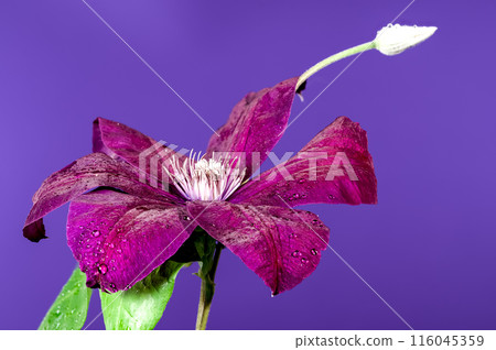 Blooming red clemantis on a purple background 116045359