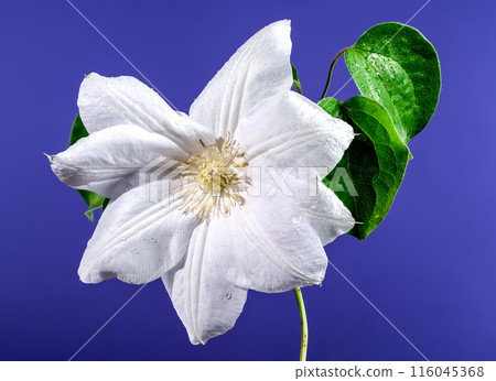 Blooming white clemantis on a blue background Blooming white clemantis on a blue background 116045368