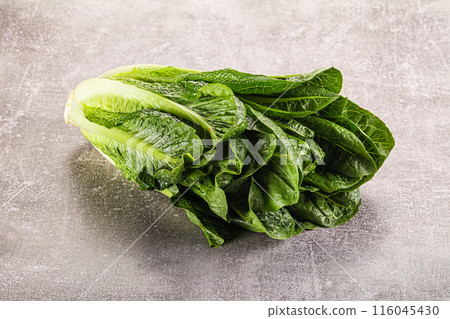Green fresh juicy Romano salad Green fresh juicy Romano salad 116045430
