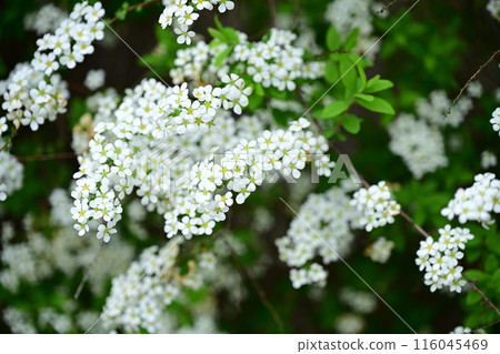 Snow willow flower in full bloom Snow willow flower in full bloom 116045469