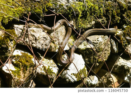 Blue General Blue General 116045730