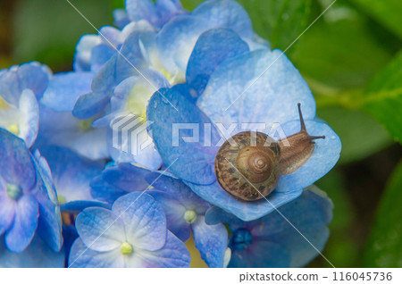 蝸牛騎在繡球花上 蝸牛騎在繡球花上 116045736