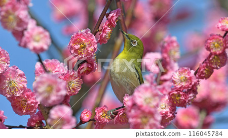 A white-eye on a red plum blossom in full bloom (spring image) (spring-like image) 116045784