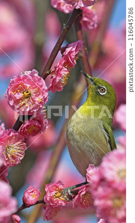 A white-eye on a red plum blossom in full bloom (spring image) (spring-like image) 116045786