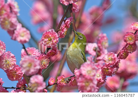 A white-eye on a red plum blossom in full bloom (spring image) (spring-like image) 116045787