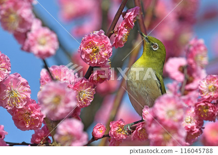A white-eye on a red plum blossom in full bloom (spring image) (spring-like image) 116045788