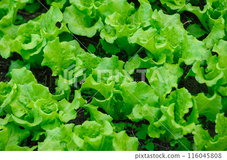 Green lettuce in growth at vegetable garden Green lettuce in growth at vegetable garden 116045808