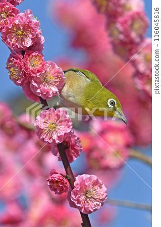 A white-eye has arrived to the red plum blossoms in full bloom (spring image) (heartwarming image) 116045816