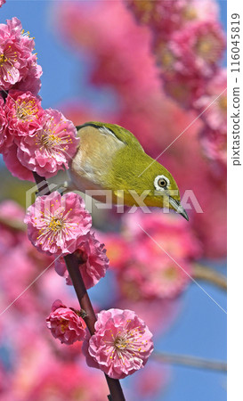 A white-eye has arrived to the red plum blossoms in full bloom (spring image) (heartwarming image) 116045819