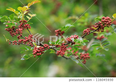 Sichuan Pepper grow on tree 116045930