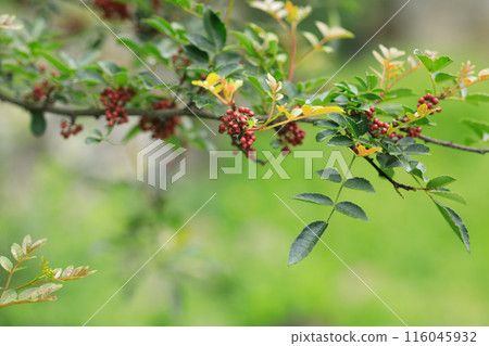 Sichuan Pepper grow on tree 116045932