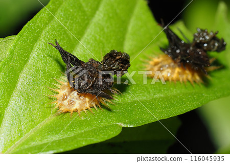 Larva of the striped tortoise beetle (head side) Larva of the striped tortoise beetle (head side) 116045935