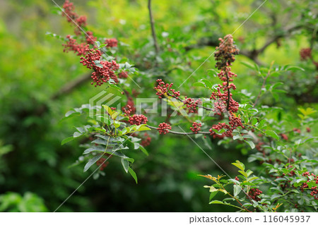 Sichuan Pepper grow on tree 116045937