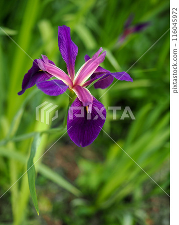 Scenery with Japanese irises 116045972