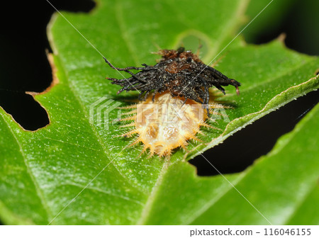 Larva of the striped tortoise beetle (head side) Larva of the striped tortoise beetle (head side) 116046155