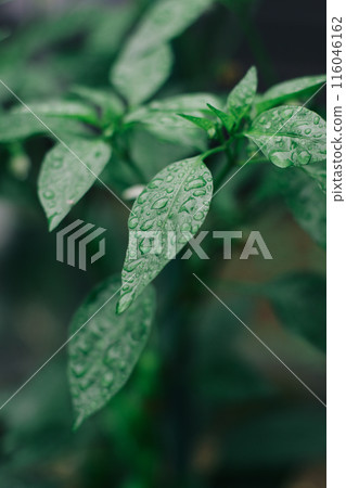 Rain image 116046162