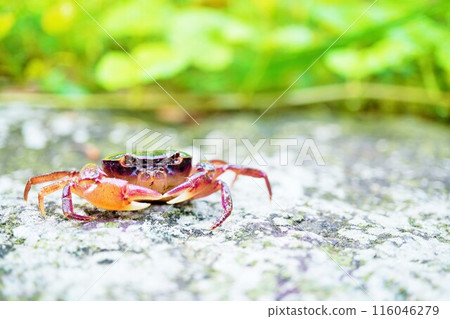 大自然水邊混凝土上行走的山蟹 116046279