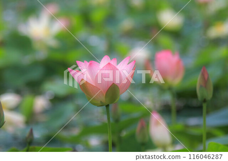 Lotus flower Lotus flower 116046287