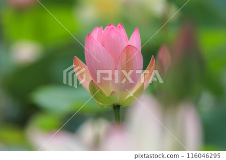 Lotus flower Lotus flower 116046295
