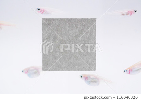 A simple comment space mockup with medaka fish swimming on a white background 116046320