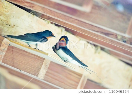 Two swallows appearing to be having a conversation on a wooden board outdoors Two swallows appearing to be having a conversation on a wooden board outdoors 116046334