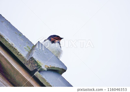 在陰雲密佈的天空下，一隻毛茸茸的燕子棲息在屋頂邊緣 116046353