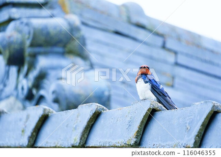 一隻燕子在戶外的瓦片屋頂上朝前 116046355