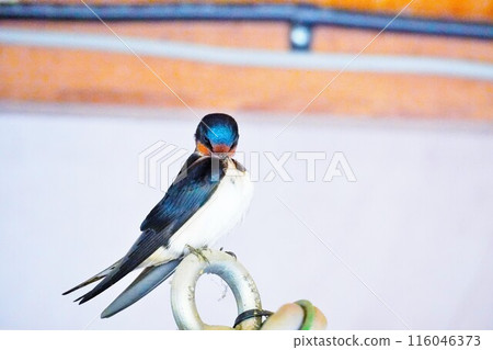 A swallow preening its feathers while perched on a metal fitting 116046373