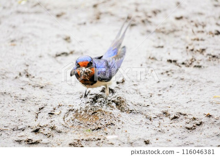 A cute swallow looking at me with mud in its mouth to build a nest after the rain outdoors. 116046381