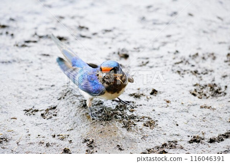 A cute swallow collecting mud to build a nest on the ground 116046391