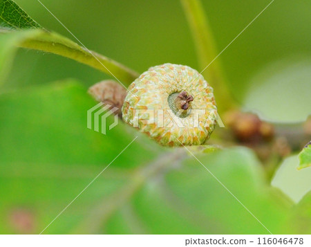 雨季的櫟葉和藍色果實（橡實殼特寫） 116046478