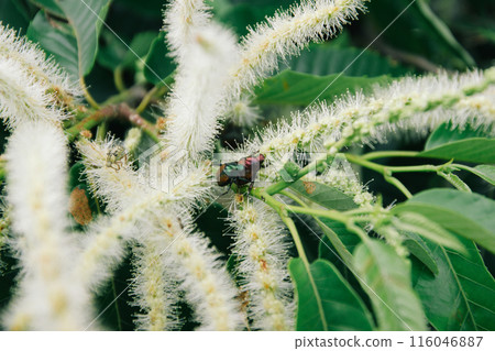 栗花和豆金龜子 116046887